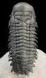 Crotalocephalina Trilobite - Great Detail #39796-5